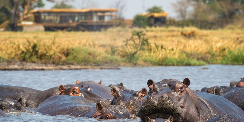 Wilderness Safaris - Shumba