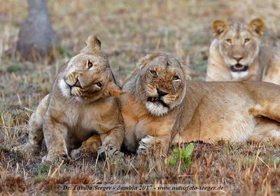 Lion