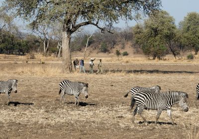 Walking Safari Zebra