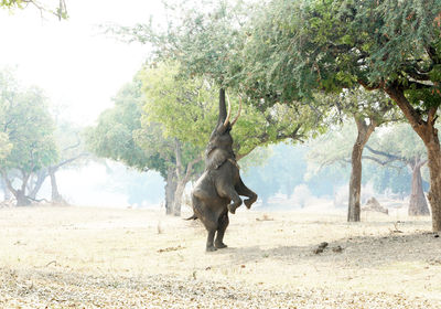 Boswell The Elephant