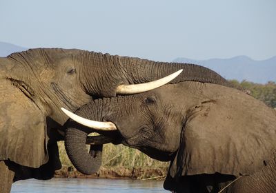Elephants