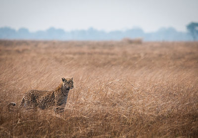 Cheetah