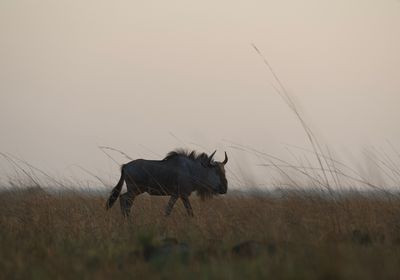 Wildebeest