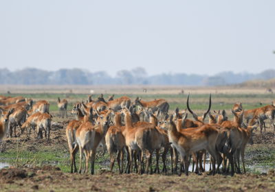 Lechwe