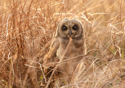 Birding