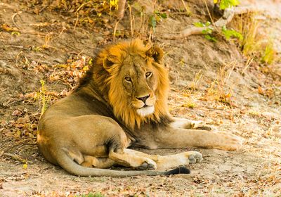 Lion