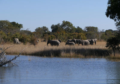 Elephants