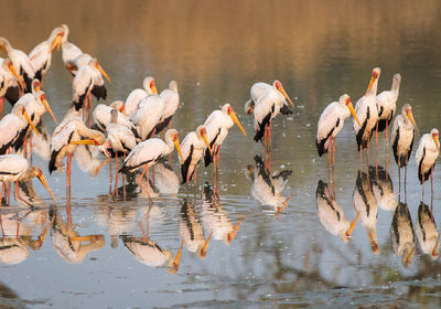 Stork Colony
