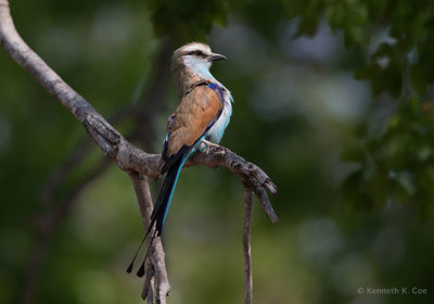 Racket tailed Roller