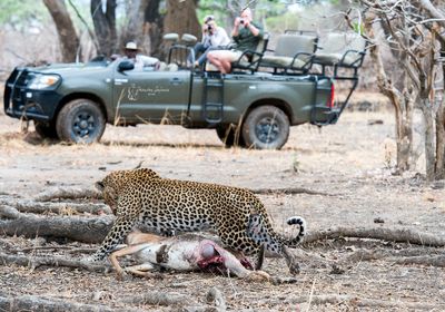 Game Drive Leopard
