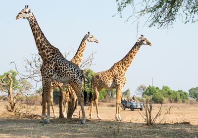 Game Drive Giraffe