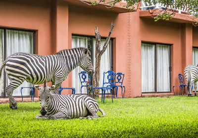 Zebra Grazing Outside Room Blocks
