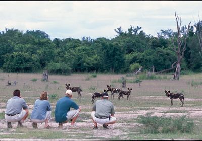 Walking Safari Watching Wild Dog