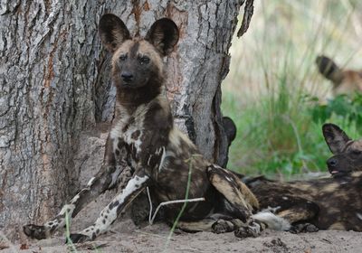 Wild dog