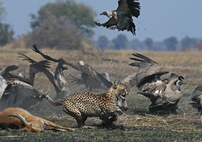 Cheetah