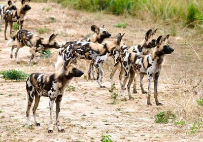 Wild Dog