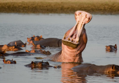 Hippo