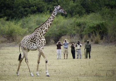 Walking Safari