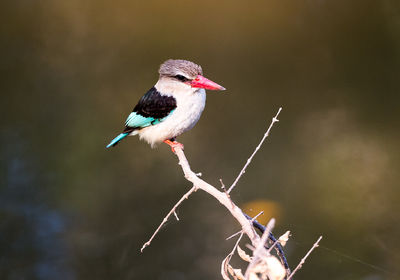 Amazing Birdlife