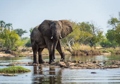 Elephant