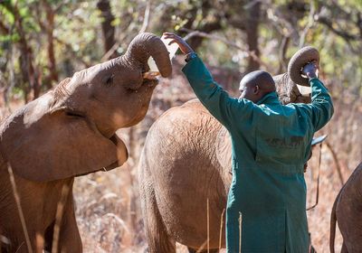 Elephant Orphanage