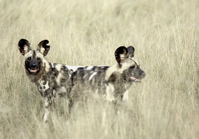 Wild dog